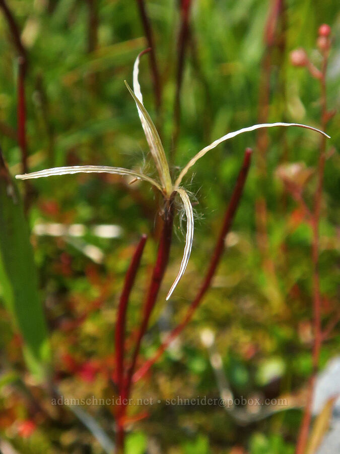 alpine willow-herb seeds (Epilobium anagallidifolium (Epilobium alpinum)) [Skyline Trail, Mt. Rainier National Park, Pierce County, Washington]