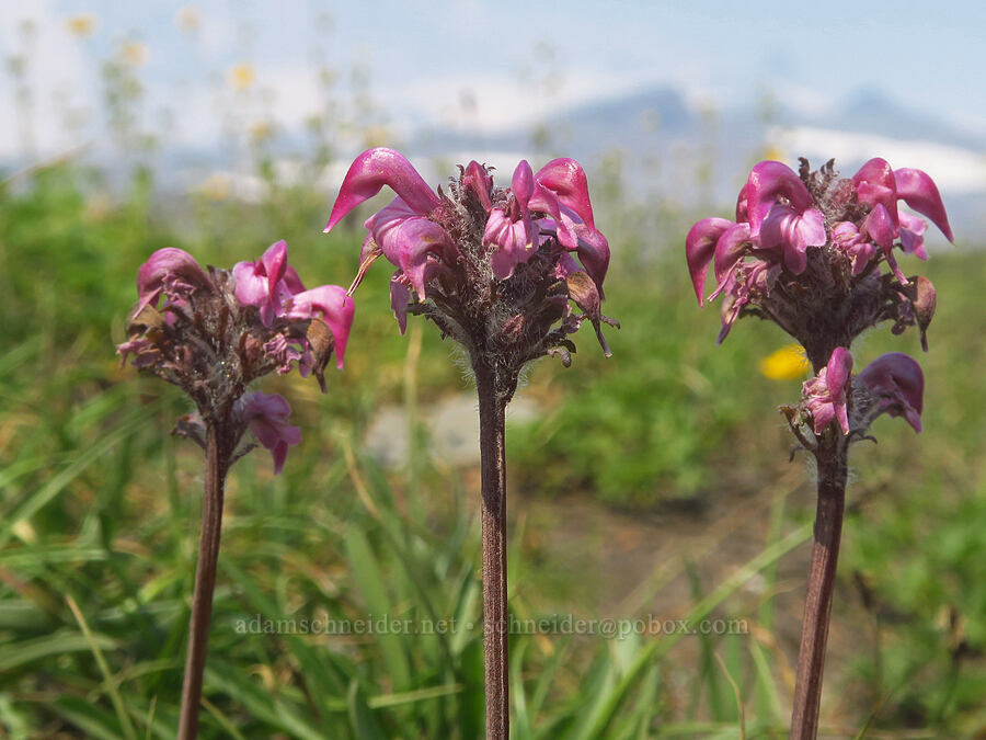 bird's-beak lousewort (Pedicularis ornithorhynchos (Pedicularis ornithorhyncha)) [Skyline Trail, Mt. Rainier National Park, Pierce County, Washington]