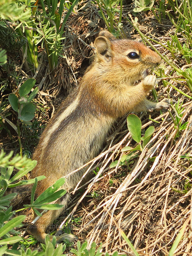 Cascade golden-mantled ground squirrel (Callospermophilus saturatus (Spermophilus saturatus)) [Skyline Trail, Mt. Rainier National Park, Pierce County, Washington]