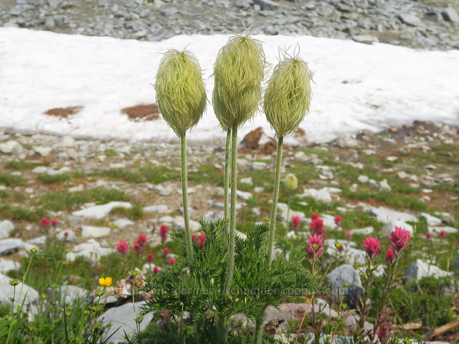 western pasqueflower seed heads (Anemone occidentalis (Pulsatilla occidentalis)) [Skyline Trail, Mt. Rainier National Park, Pierce County, Washington]