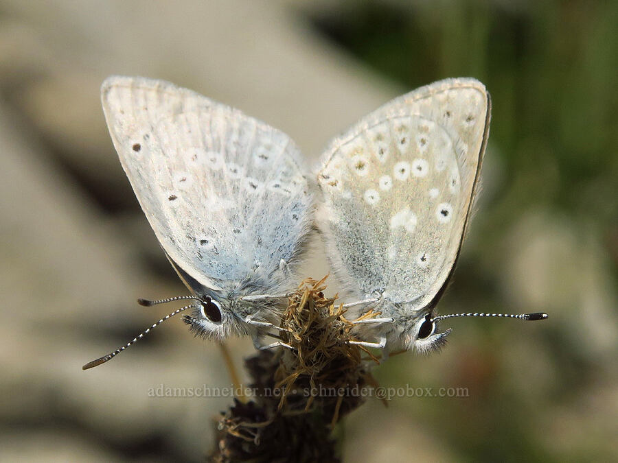 Boisduval's blue butterflies, mating (Icaricia icarioides (Plebejus icarioides)) [Skyline Trail, Mt. Rainier National Park, Pierce County, Washington]