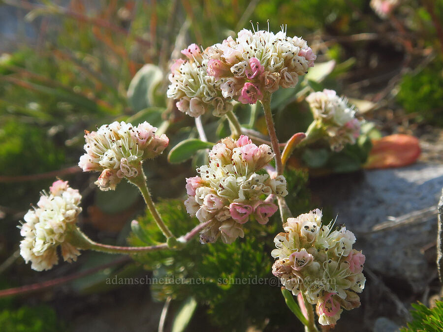 alpine buckwheat (Eriogonum pyrolifolium) [Pebble Creek Trail, Mt. Rainier National Park, Pierce County, Washington]