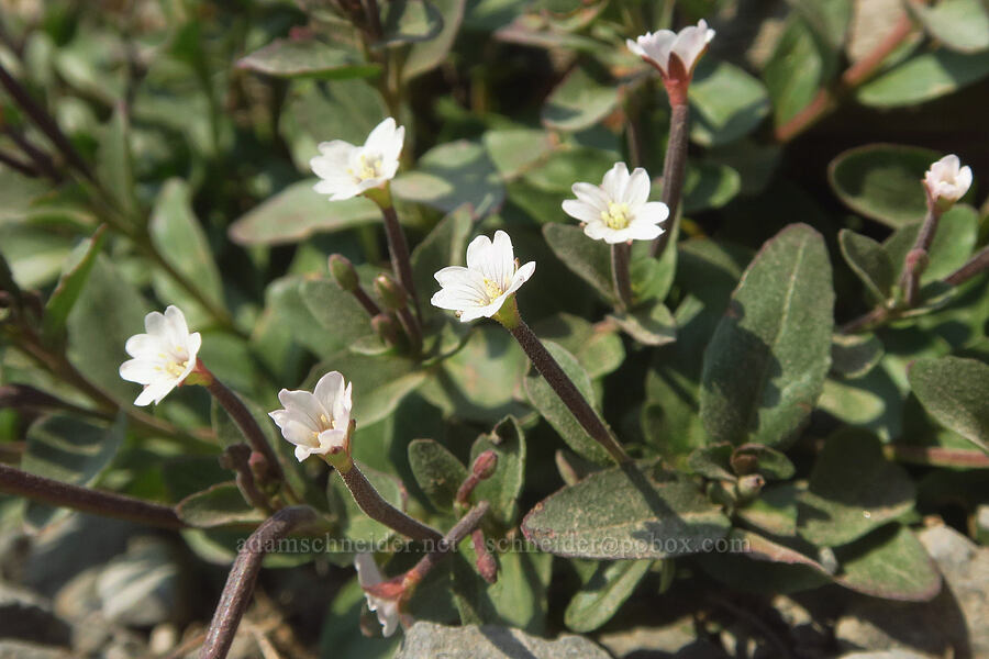 white willow-herb (Epilobium lactiflorum) [Pebble Creek Trail, Mt. Rainier National Park, Pierce County, Washington]
