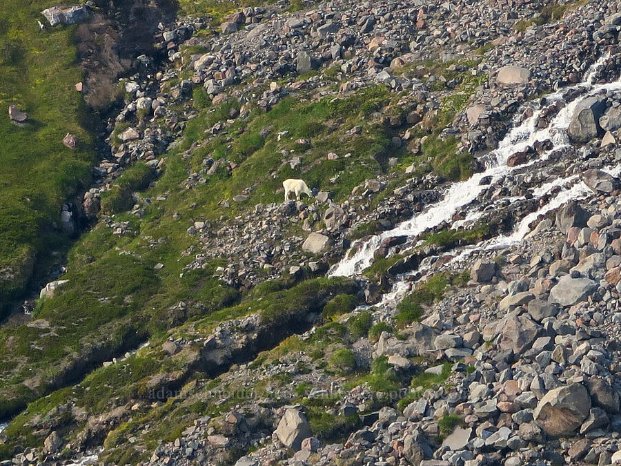 mountain goat (Oreamnos americanus) [Pebble Creek Trail, Mt. Rainier National Park, Pierce County, Washington]