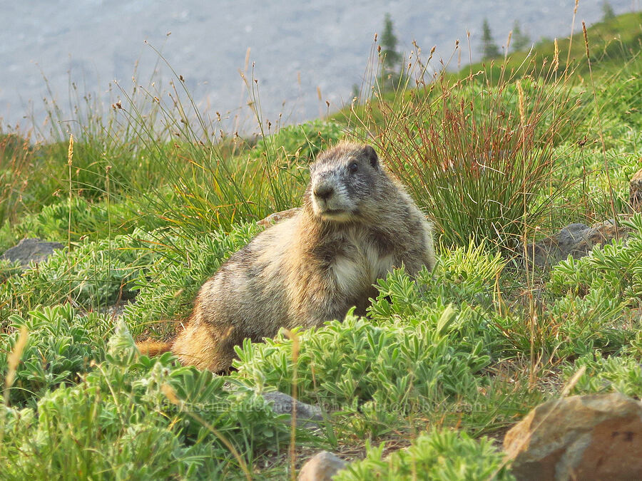hoary marmot (Marmota caligata) [Skyline Trail, Mt. Rainier National Park, Pierce County, Washington]