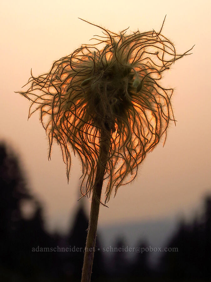 western pasqueflower seed head (Anemone occidentalis (Pulsatilla occidentalis)) [Dead Horse Creek Trail, Mt. Rainier National Park, Pierce County, Washington]