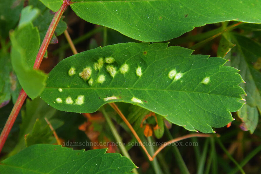 mite galls on Sitka mountain-ash (Eriophyes sorbi (Phytoptus sorbi), Sorbus sitchensis) [Guide House Trail, Mt. Rainier National Park, Pierce County, Washington]