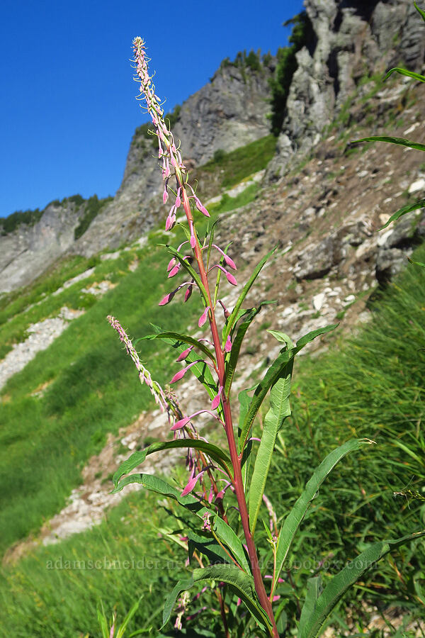 fireweed, budding (Chamerion angustifolium (Epilobium angustifolium)) [Chain Lakes Trail, Mt. Baker-Snoqualmie National Forest, Whatcom County, Washington]