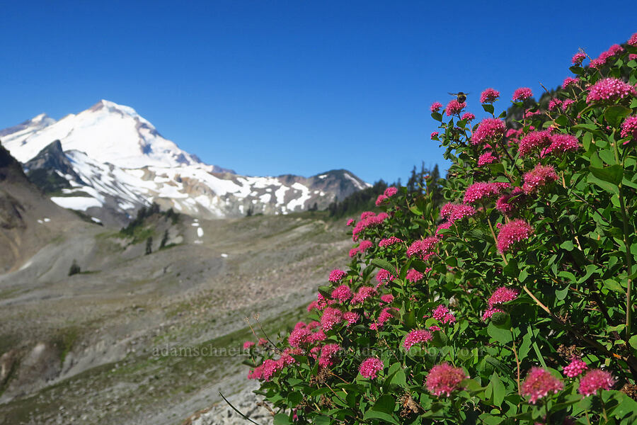 subalpine spirea & Mount Baker (Spiraea splendens (Spiraea densiflora)) [Chain Lakes Trail, Mt. Baker-Snoqualmie National Forest, Whatcom County, Washington]