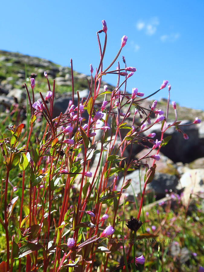 alpine willow-herb (Epilobium anagallidifolium (Epilobium alpinum)) [Ptarmigan Ridge Trail, Mt. Baker Wilderness, Whatcom County, Washington]