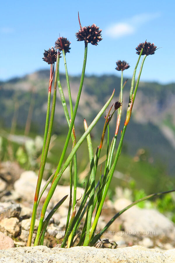 Mertens' rushes (Juncus mertensianus) [Ptarmigan Ridge Trail, Mt. Baker Wilderness, Whatcom County, Washington]