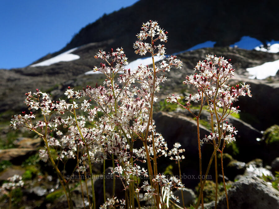 Nelson's saxifrage (Micranthes nelsoniana var. cascadensis (Saxifraga nelsoniana)) [Ptarmigan Ridge Trail, Mt. Baker Wilderness, Whatcom County, Washington]