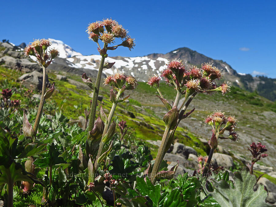 arctic colt's-foot flowers (Petasites frigidus var. frigidus) [Ptarmigan Ridge Trail, Mt. Baker Wilderness, Whatcom County, Washington]