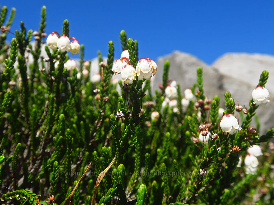 white mountain heather (Cassiope mertensiana) [Ptarmigan Ridge Trail, Mt. Baker Wilderness, Whatcom County, Washington]