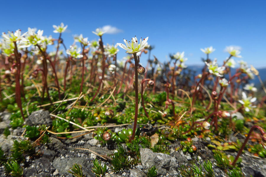 Tolmie's saxifrage (Micranthes tolmiei (Saxifraga tolmiei)) [Ptarmigan Ridge Trail, Mt. Baker Wilderness, Whatcom County, Washington]