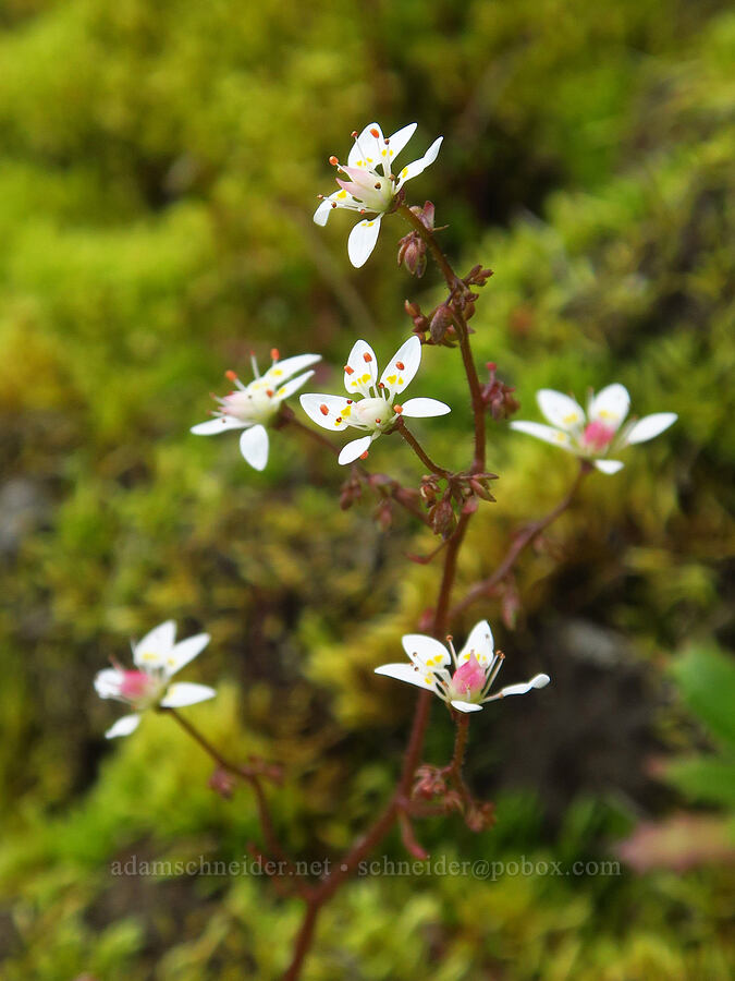 rusty saxifrage (Micranthes ferruginea (Saxifraga ferruginea)) [Ptarmigan Ridge, Mt. Baker Wilderness, Whatcom County, Washington]