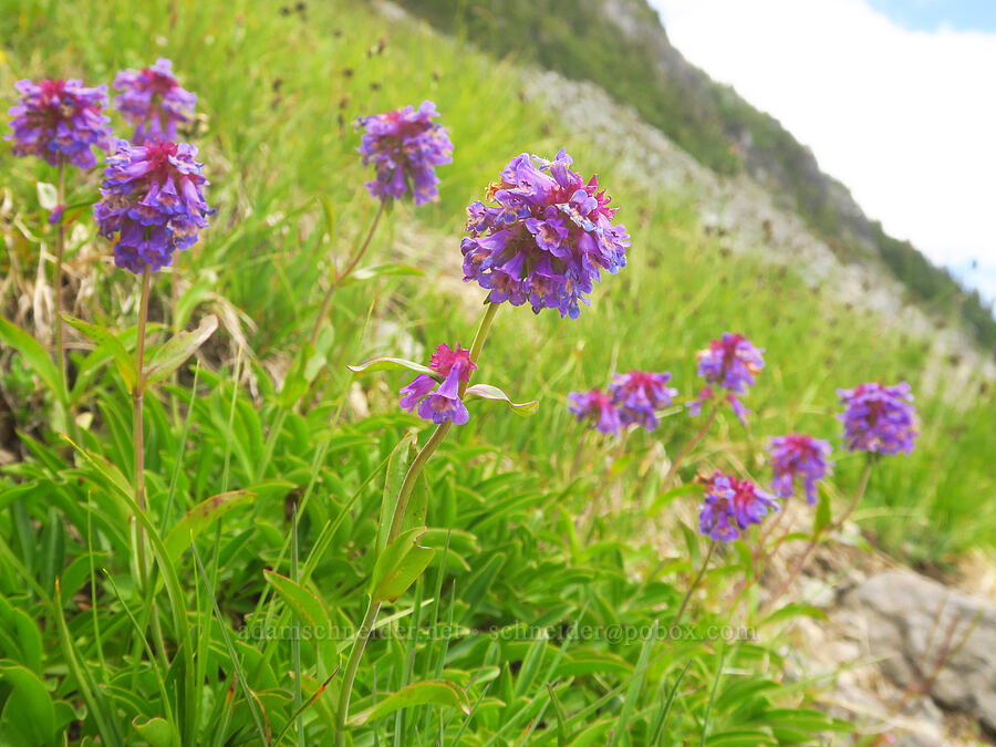 small-flowered penstemon (Penstemon procerus var. tolmiei) [Ptarmigan Ridge, Mt. Baker Wilderness, Whatcom County, Washington]