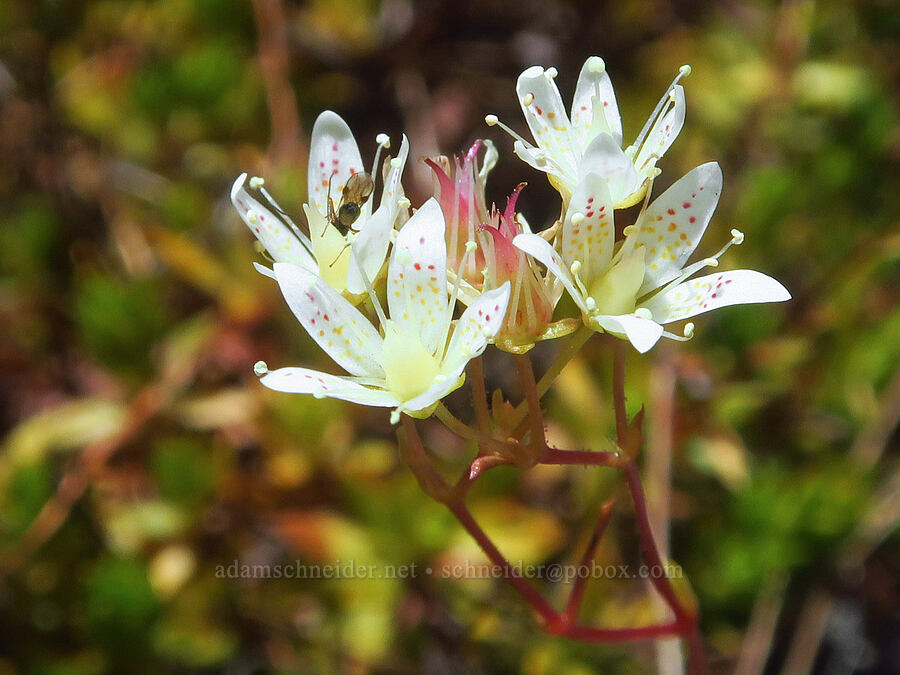 spotted saxifrage (Saxifraga bronchialis ssp. austromontana (Saxifraga austromontana)) [Coleman Pinnacle, Mt. Baker Wilderness, Whatcom County, Washington]