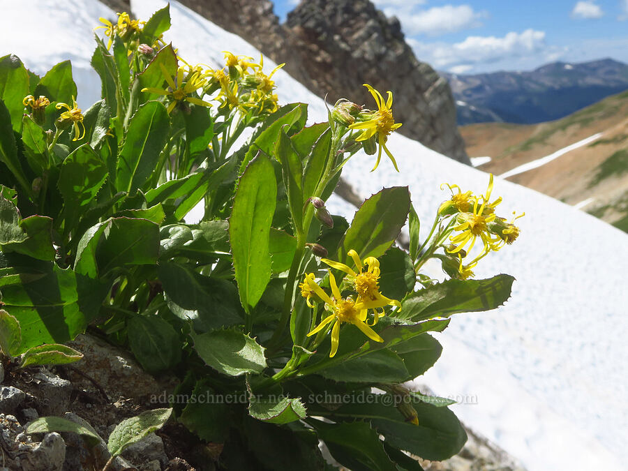 Elmer's ragwort (Senecio elmeri) [Ptarmigan Ridge, Mt. Baker Wilderness, Whatcom County, Washington]