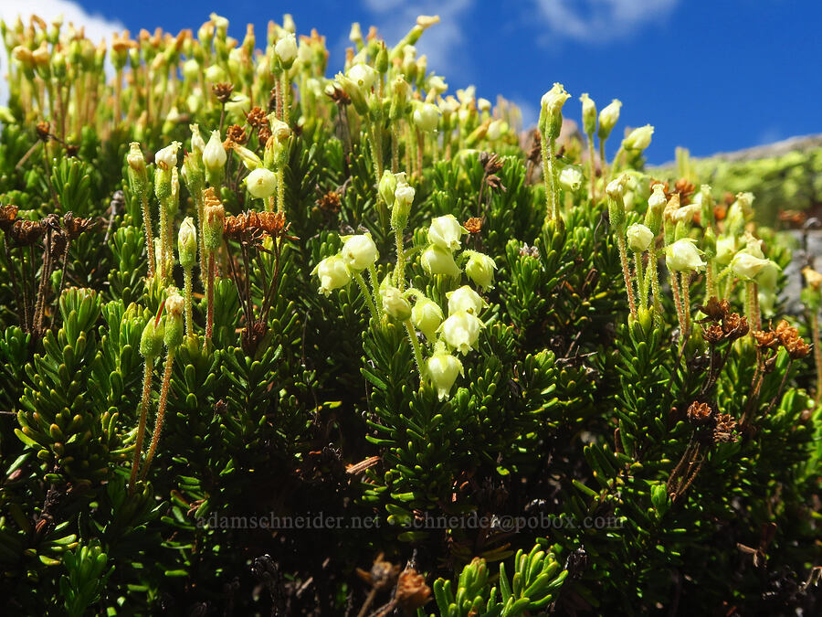 yellow mountain heather (Phyllodoce glanduliflora) [Ptarmigan Ridge, Mt. Baker Wilderness, Whatcom County, Washington]