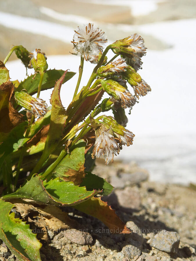 Elmer's ragwort, gone to seed (Senecio elmeri) [Ptarmigan Ridge, Mt. Baker Wilderness, Whatcom County, Washington]
