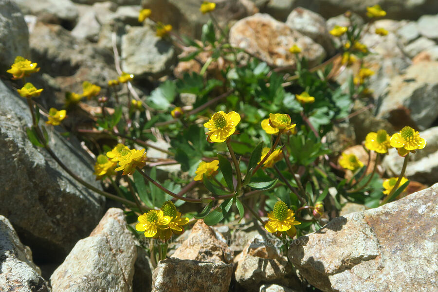 arctic buttercup (Ranunculus grayi (Ranunculus gelidus)) [Ptarmigan Ridge Trail, Mt. Baker Wilderness, Whatcom County, Washington]