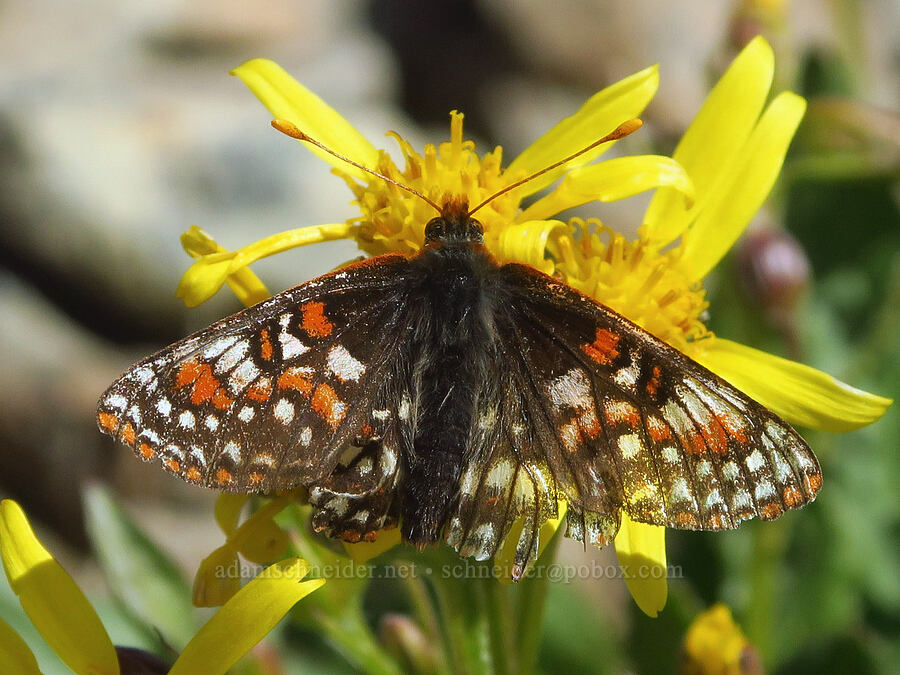 anicia checkerspot butterfly on Elmer's ragwort (Euphydryas anicia, Senecio elmeri) [Ptarmigan Ridge Trail, Mt. Baker Wilderness, Whatcom County, Washington]