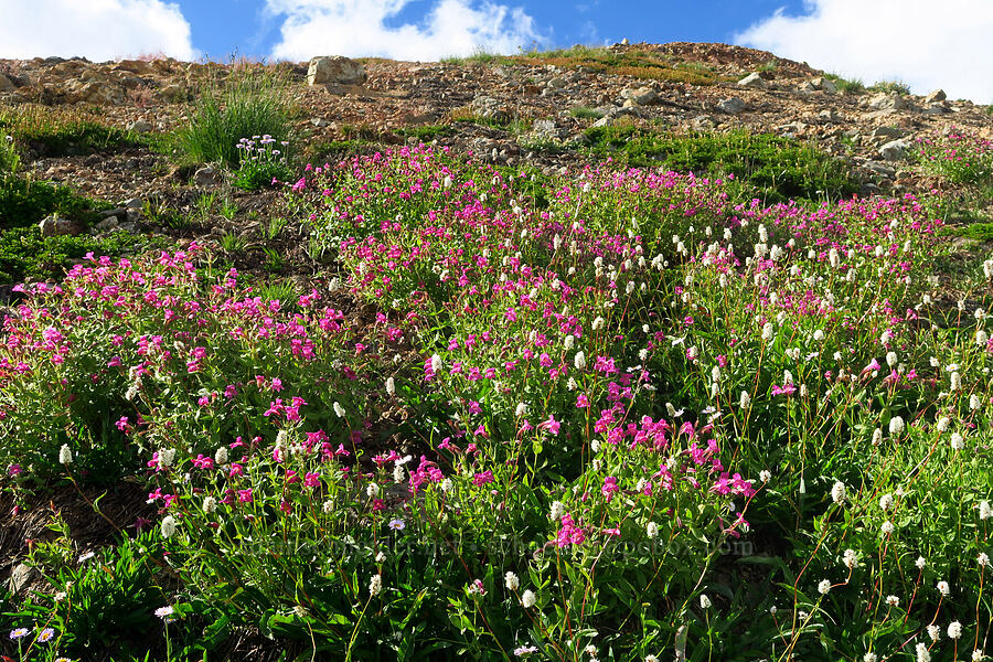 wildflowers (Erythranthe lewisii (Mimulus lewisii), Bistorta bistortoides (Polygonum bistortoides), Erigeron glacialis var. glacialis) [Ptarmigan Ridge Trail, Mt. Baker Wilderness, Whatcom County, Washington]