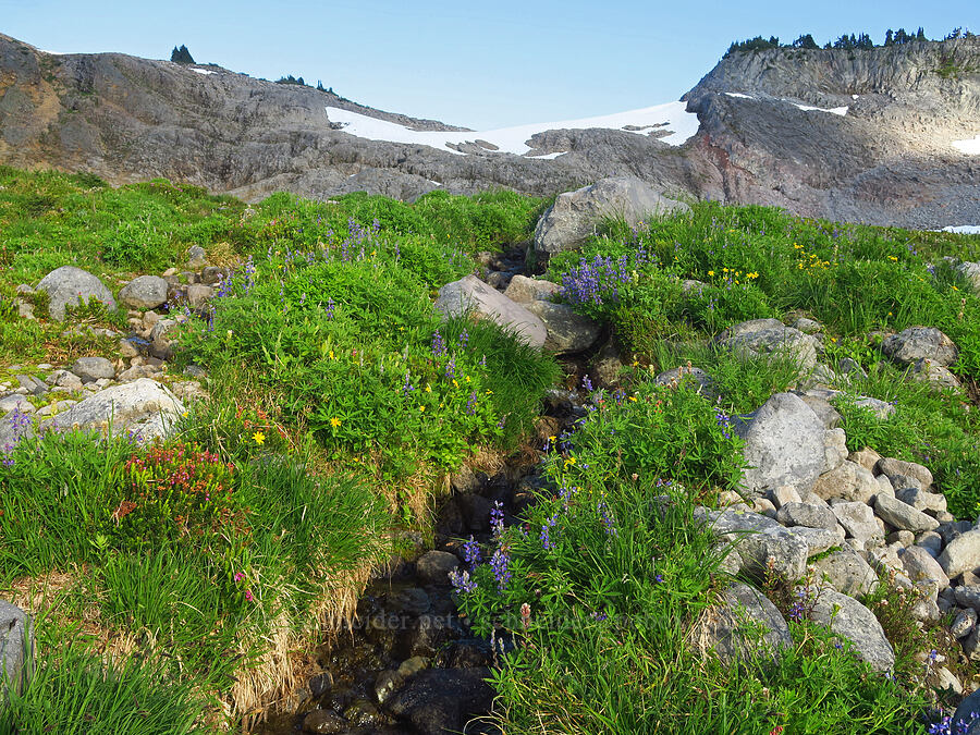 wildflowers (Lupinus sp., Arnica sp., Castilleja parviflora var. albida, Phyllodoce empetriformis) [Ptarmigan Ridge Trail, Mt. Baker Wilderness, Whatcom County, Washington]