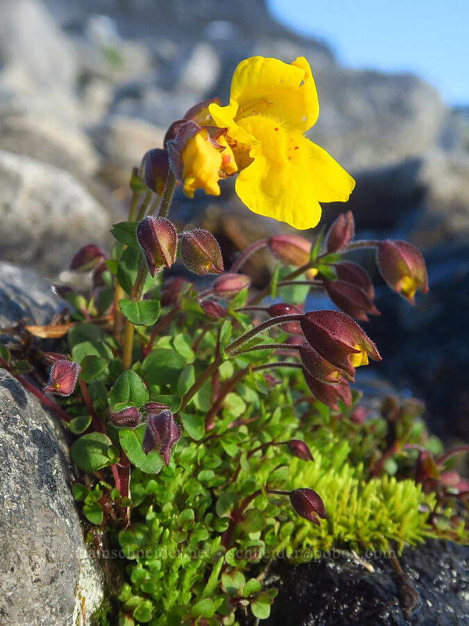 subalpine monkeyflower (Erythranthe caespitosa (Mimulus caespitosus)) [Ptarmigan Ridge Trail, Mt. Baker Wilderness, Whatcom County, Washington]