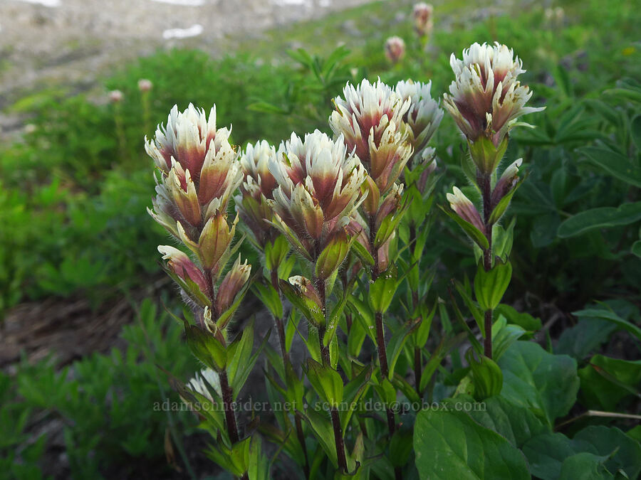 white paintbrush (Castilleja parviflora var. albida) [Ptarmigan Ridge Trail, Mt. Baker Wilderness, Whatcom County, Washington]