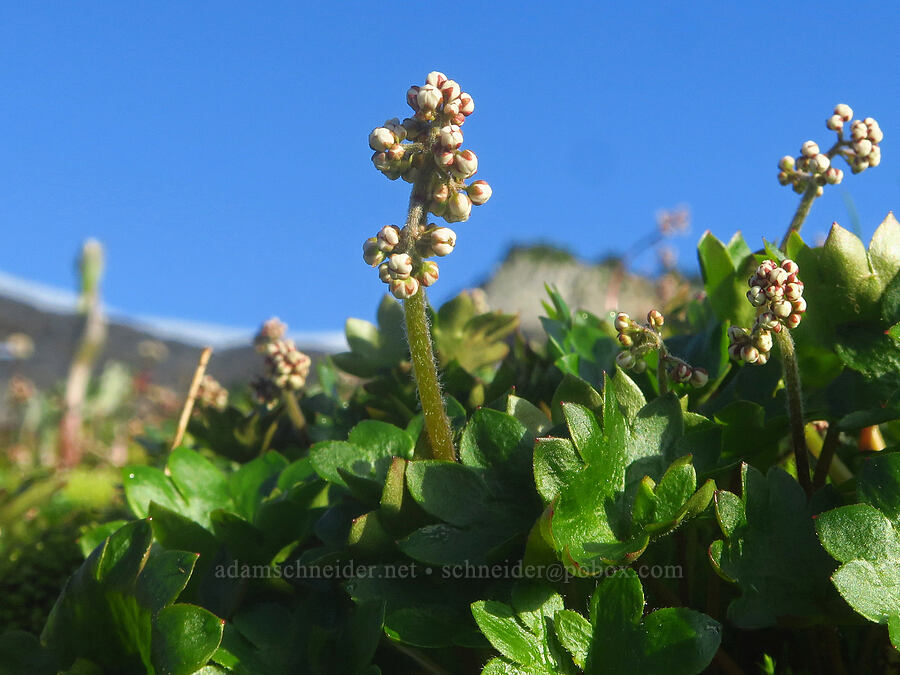 Nelson's saxifrage, budding (Micranthes nelsoniana var. cascadensis (Saxifraga nelsoniana)) [Ptarmigan Ridge Trail, Mt. Baker Wilderness, Whatcom County, Washington]