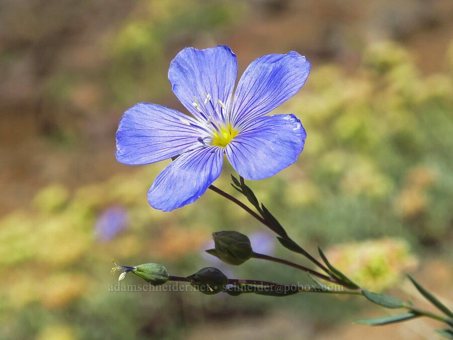 blue flax (Linum lewisii (Linum perenne var. lewisii)) [Steens Mountain summit ridge, Steens Mountain, Harney County, Oregon]