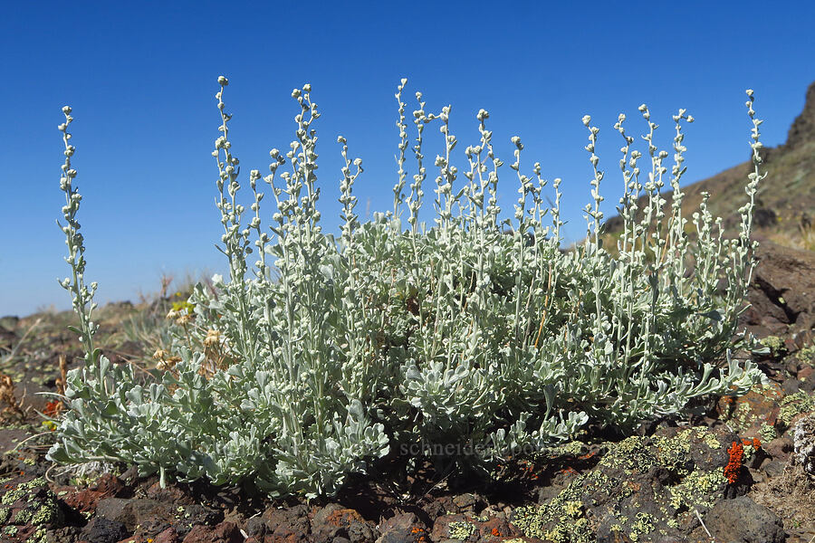 dwarf sagebrush (Artemisia arbuscula) [Steens Mountain summit ridge, Steens Mountain, Harney County, Oregon]