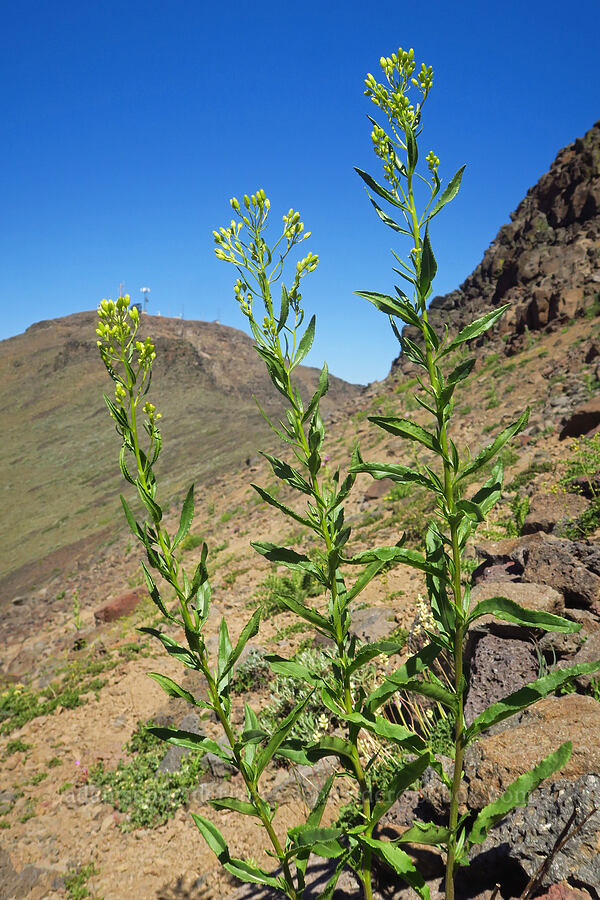tall ragwort (Senecio serra) [Steens Mountain summit ridge, Steens Mountain, Harney County, Oregon]