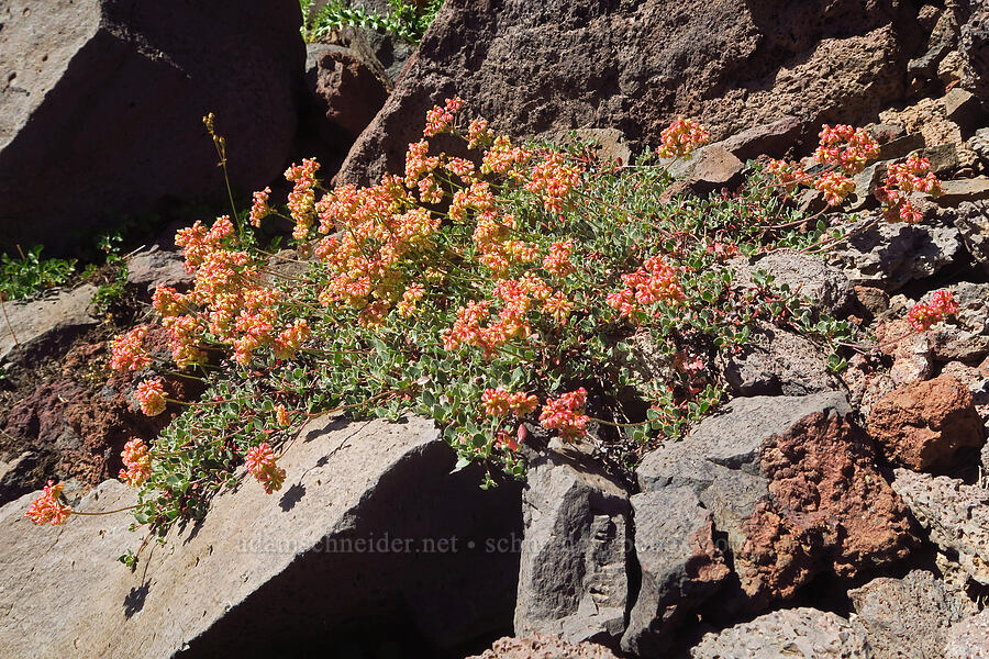 bi-color sulphur-flower buckwheat (Eriogonum umbellatum var. dichrocephalum) [Steens Mountain summit ridge, Steens Mountain, Harney County, Oregon]