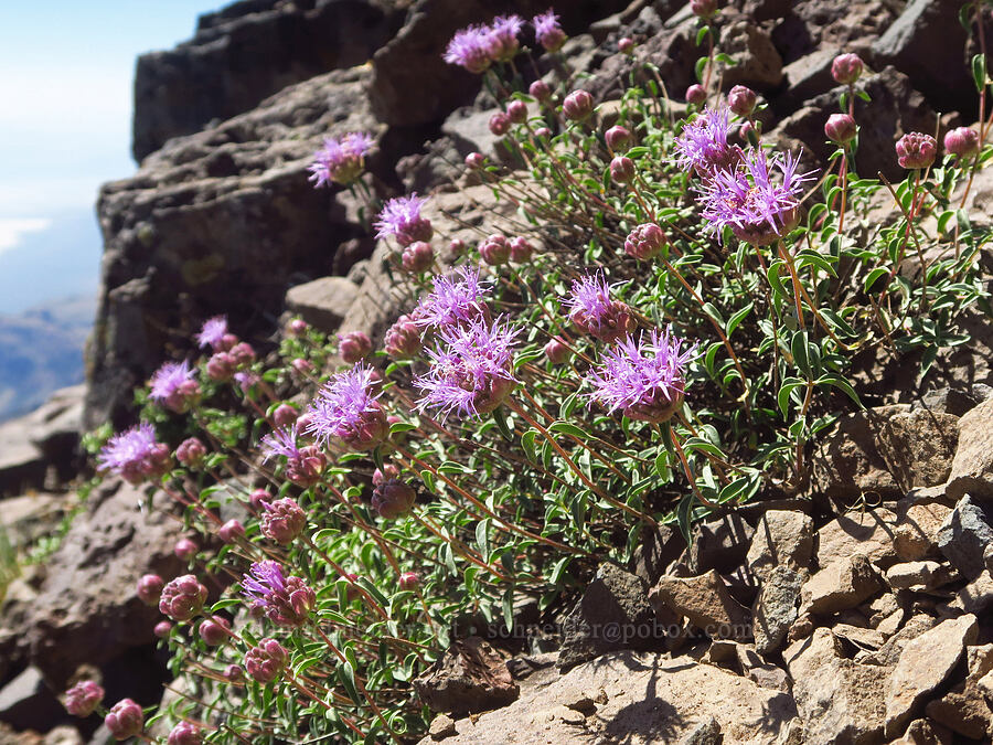 coyote mint (Monardella odoratissima) [Steens Mountain summit ridge, Steens Mountain, Harney County, Oregon]