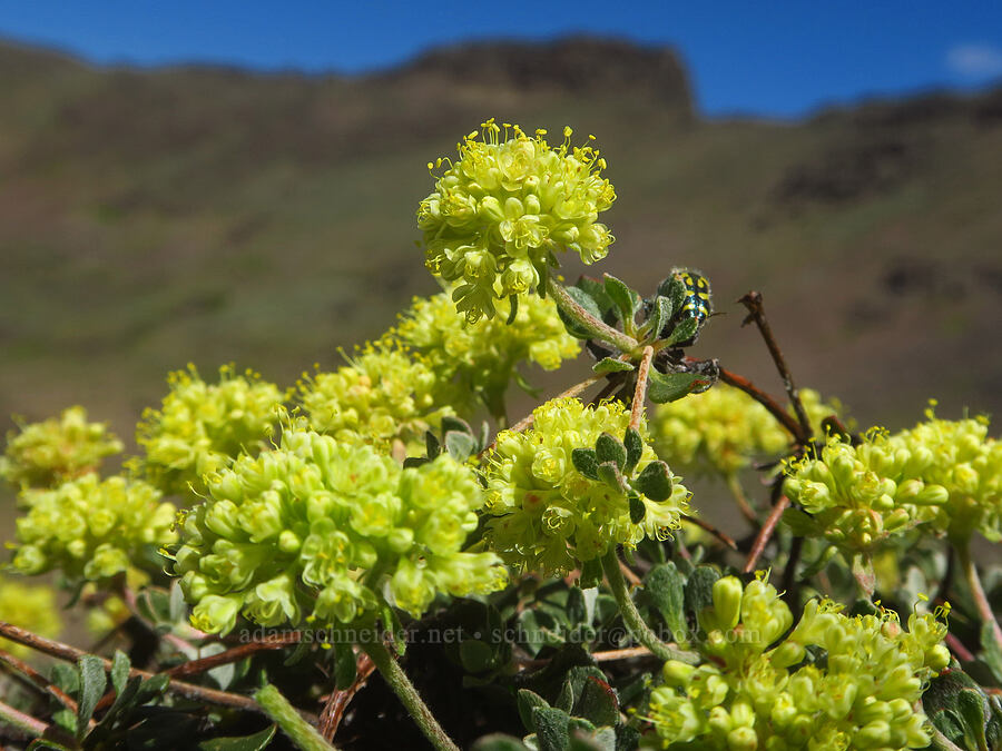sulphur-flower buckwheat (Eriogonum umbellatum) [east of Wildhorse Lake, Steens Mountain, Harney County, Oregon]