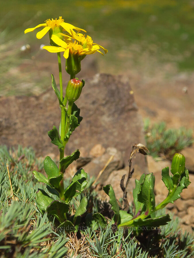 dwarf mountain ragwort, budding & flowering (Senecio fremontii var. fremontii) [east of Wildhorse Lake, Steens Mountain, Harney County, Oregon]