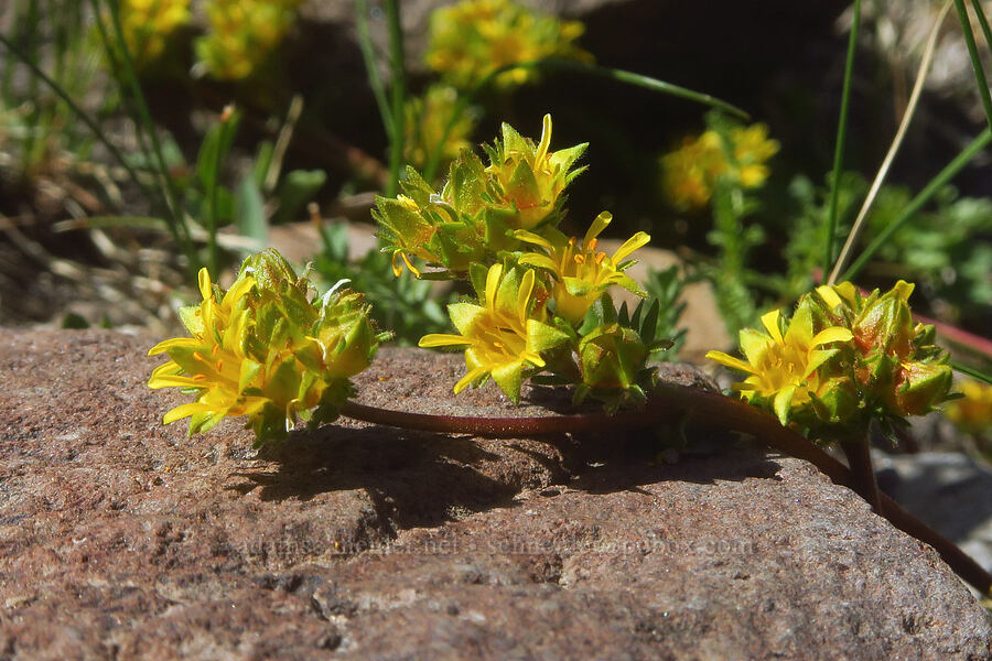 alpine ivesia (Ivesia gordonii var. ursinorum) [east of Wildhorse Lake, Steens Mountain, Harney County, Oregon]