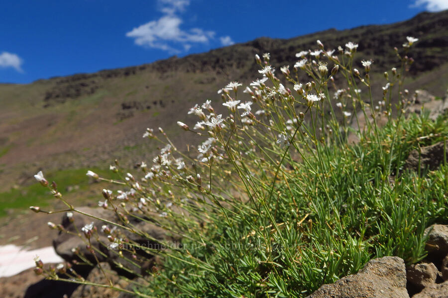 prickly sandwort (Eremogone aculeata (Arenaria aculeata)) [east of Wildhorse Lake, Steens Mountain, Harney County, Oregon]