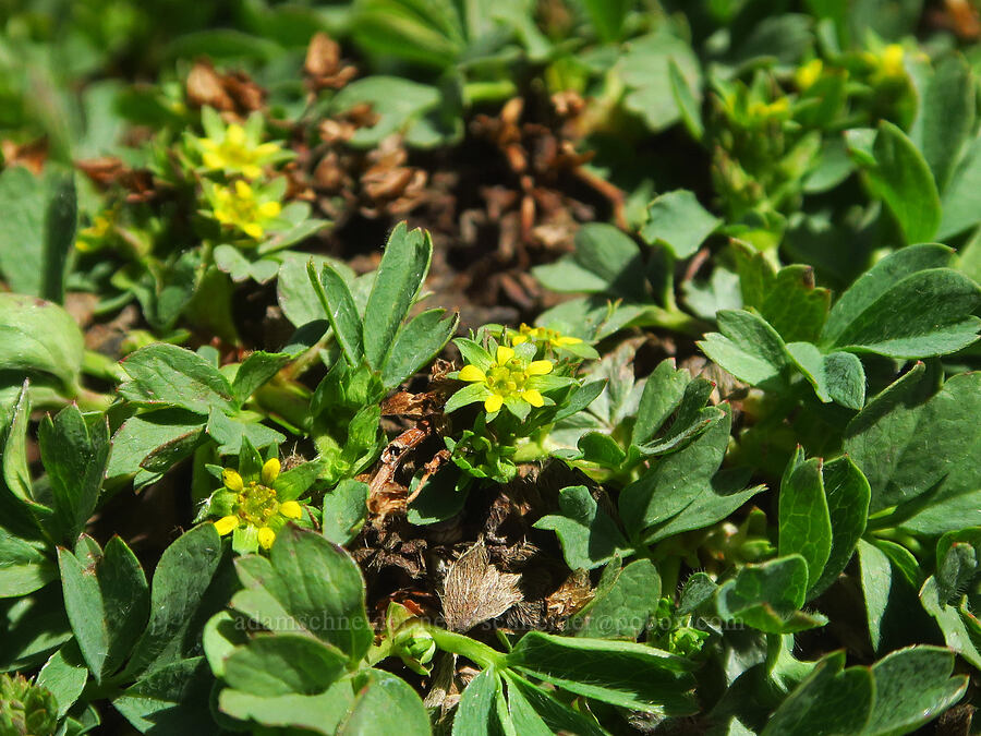 creeping sibbaldia (Sibbaldia procumbens (Potentilla sibbaldii)) [east of Wildhorse Lake, Steens Mountain, Harney County, Oregon]