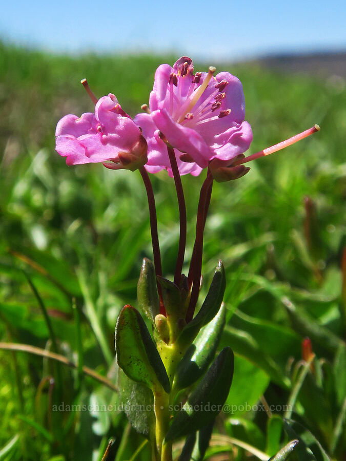 alpine bog-laurel (Kalmia microphylla (Kalmia polifolia ssp. microphylla)) [east of Wildhorse Lake, Steens Mountain, Harney County, Oregon]