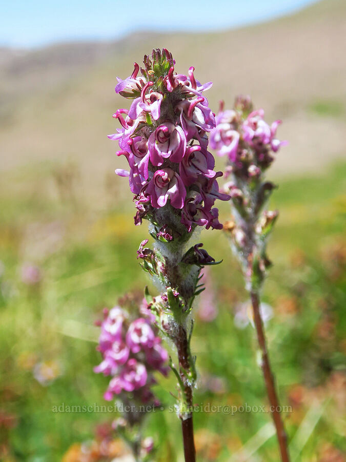 little elephant's-head lousewort (Pedicularis attollens) [east of Wildhorse Lake, Steens Mountain, Harney County, Oregon]