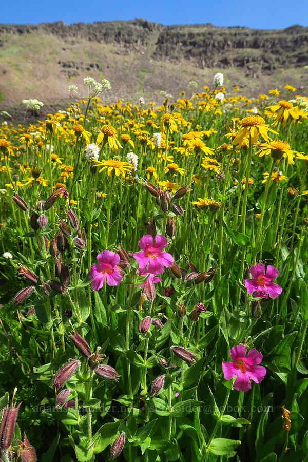 wildflowers (Erythranthe lewisii (Mimulus lewisii), Arnica sp., Bistorta bistortoides (Polygonum bistortoides), Ligusticum grayi) [east of Wildhorse Lake, Steens Mountain, Harney County, Oregon]