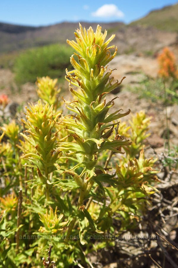 yellow wavy-leaf paintbrush (Castilleja applegatei var. pinetorum) [east of Wildhorse Lake, Steens Mountain, Harney County, Oregon]