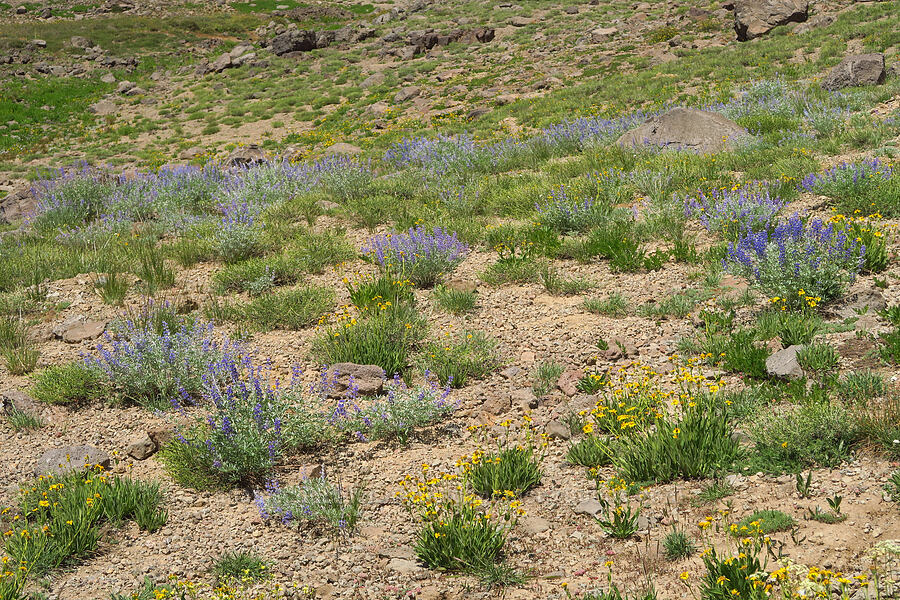 lupines & arnica (Lupinus sp., Arnica sp.) [east of Wildhorse Lake, Steens Mountain, Harney County, Oregon]