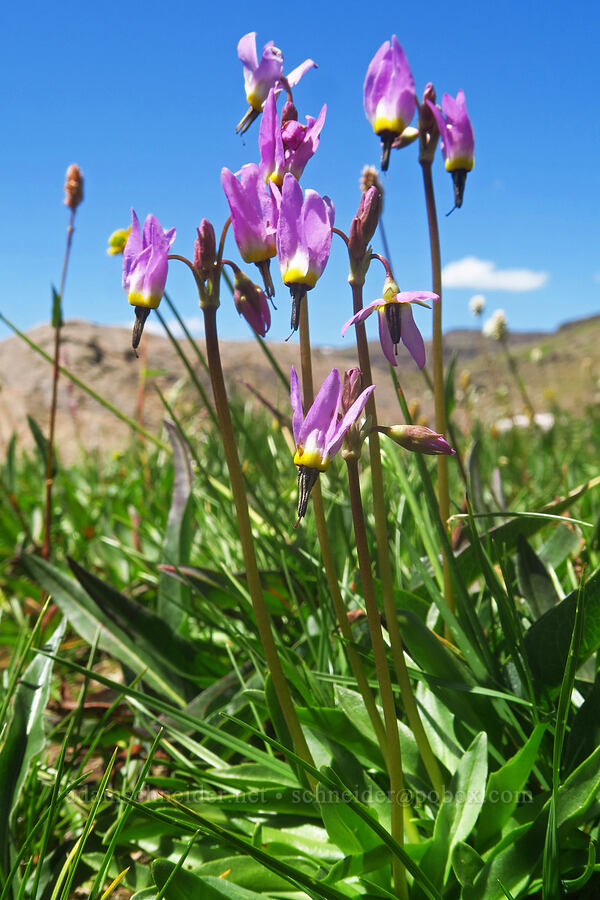 alpine shooting stars (Dodecatheon alpinum (Primula tetrandra)) [east of Wildhorse Lake, Steens Mountain, Harney County, Oregon]