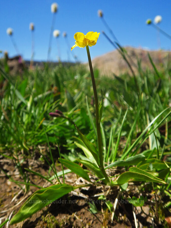 Hartweg's buttercup (Ranunculus alismifolius var. hartwegii) [east of Wildhorse Lake, Steens Mountain, Harney County, Oregon]