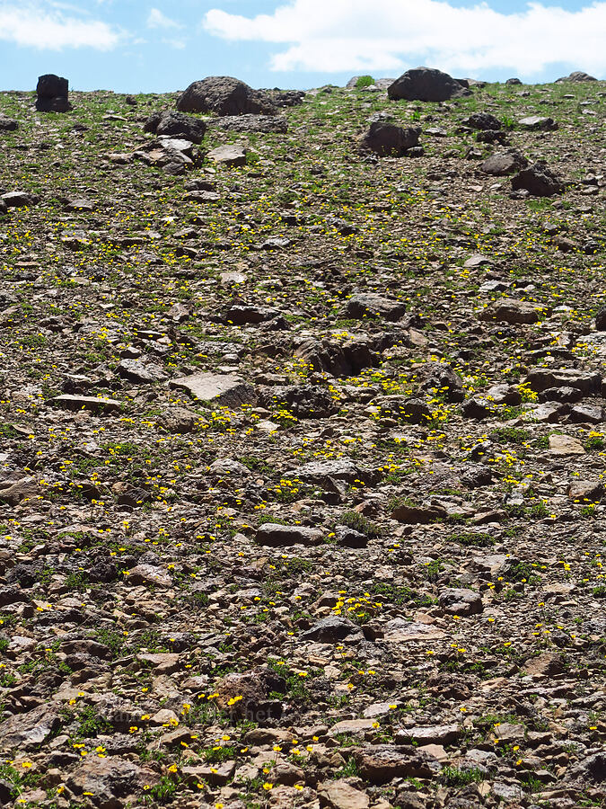 snow buttercups (Ranunculus eschscholtzii var. trisectus) [east of Wildhorse Lake, Steens Mountain, Harney County, Oregon]
